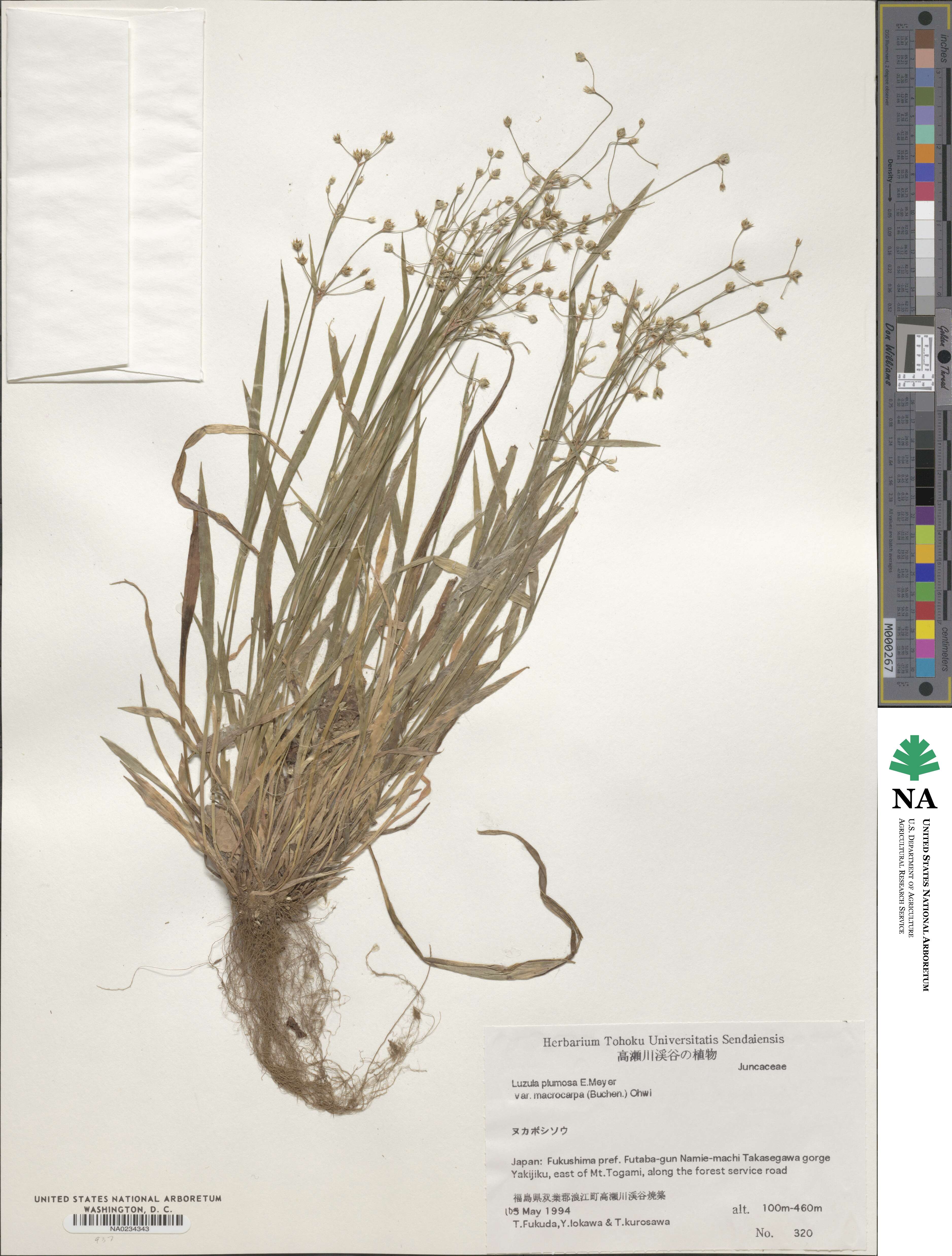 Luzula rufescens var. macrocarpa image