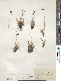 Luzula spicata image