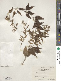 Stemona japonica image