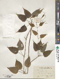 Stemona japonica image