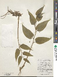 Croomia japonica image