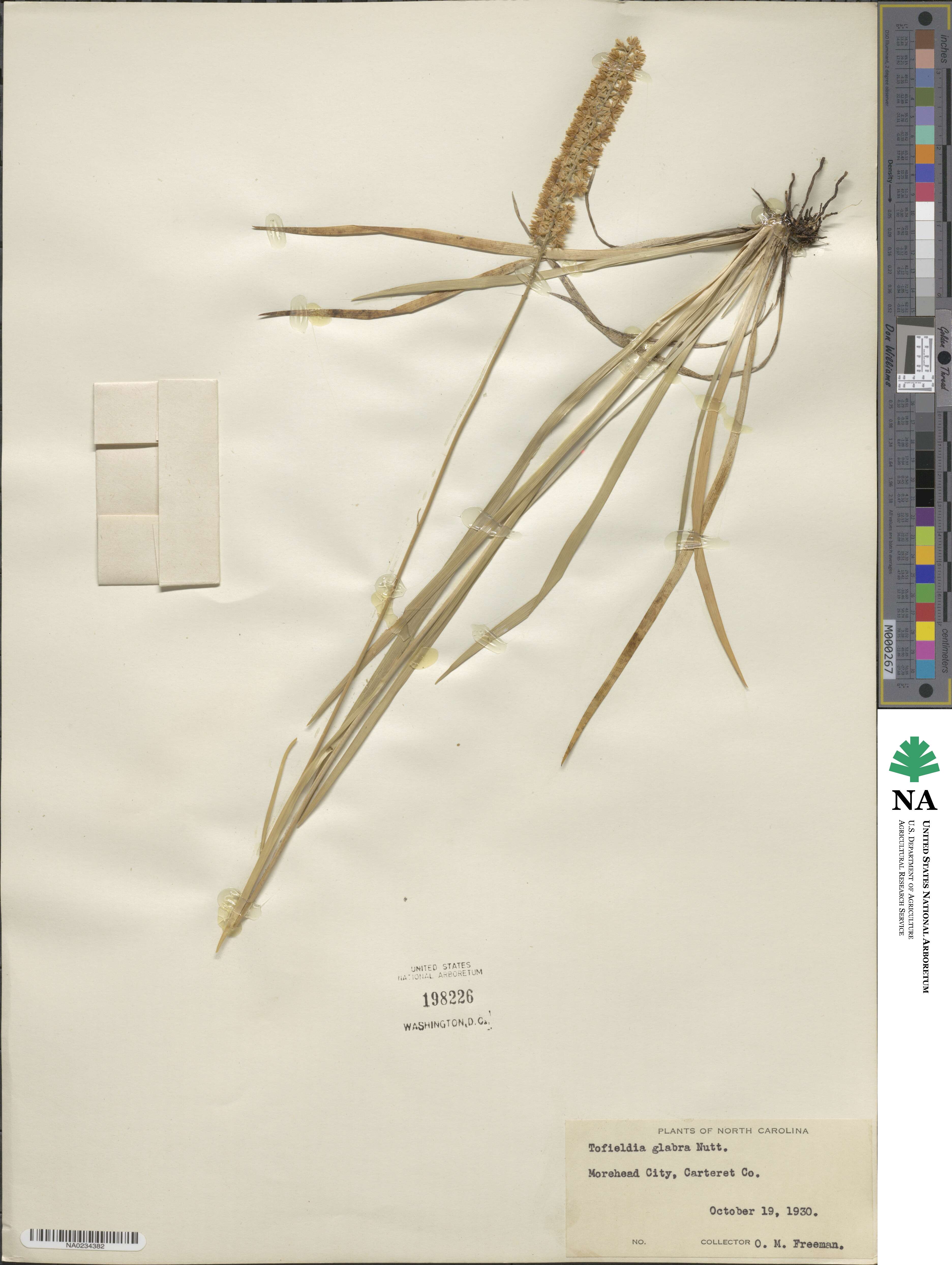 Tofieldia glabra image