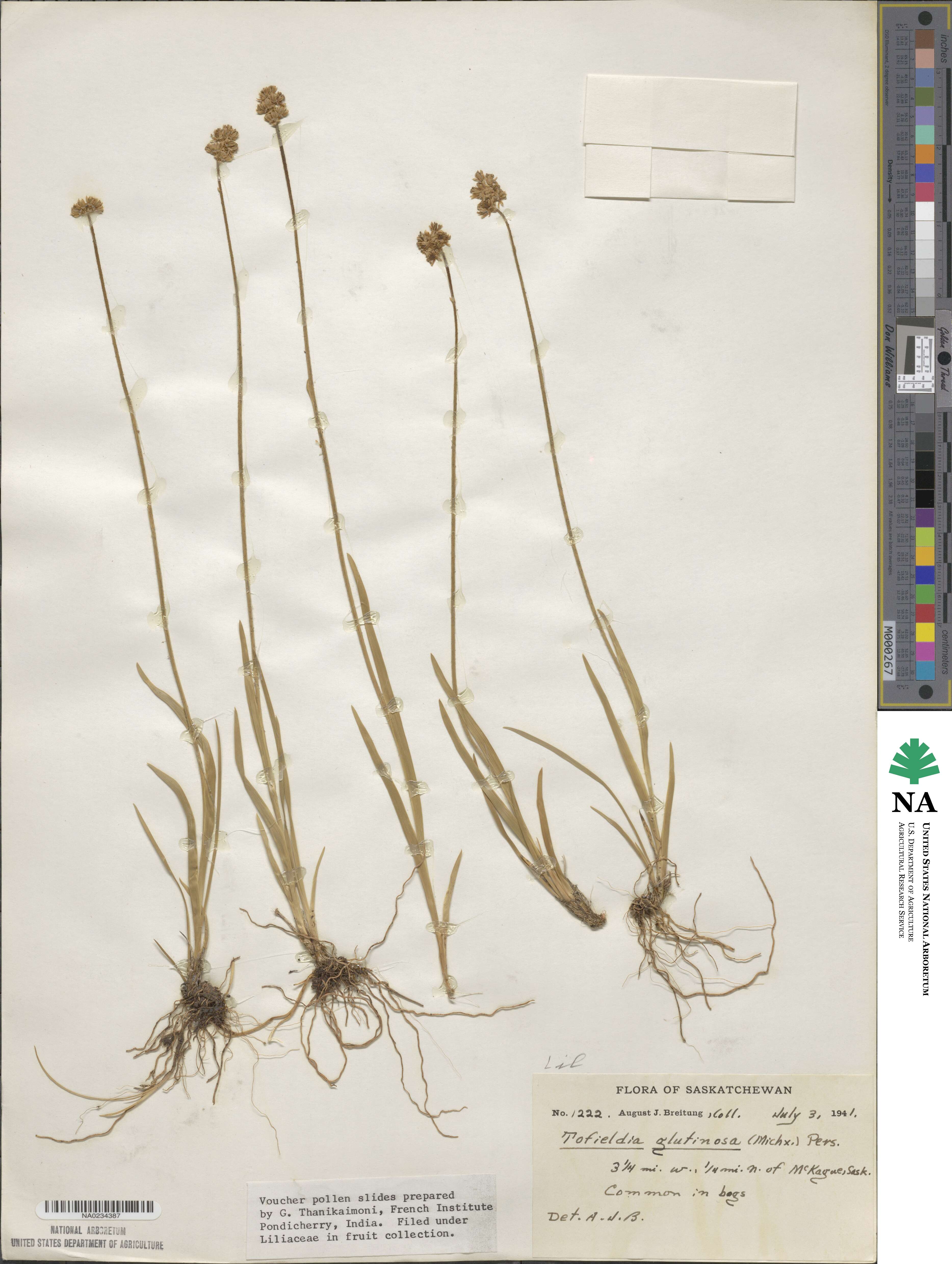 Triantha glutinosa image