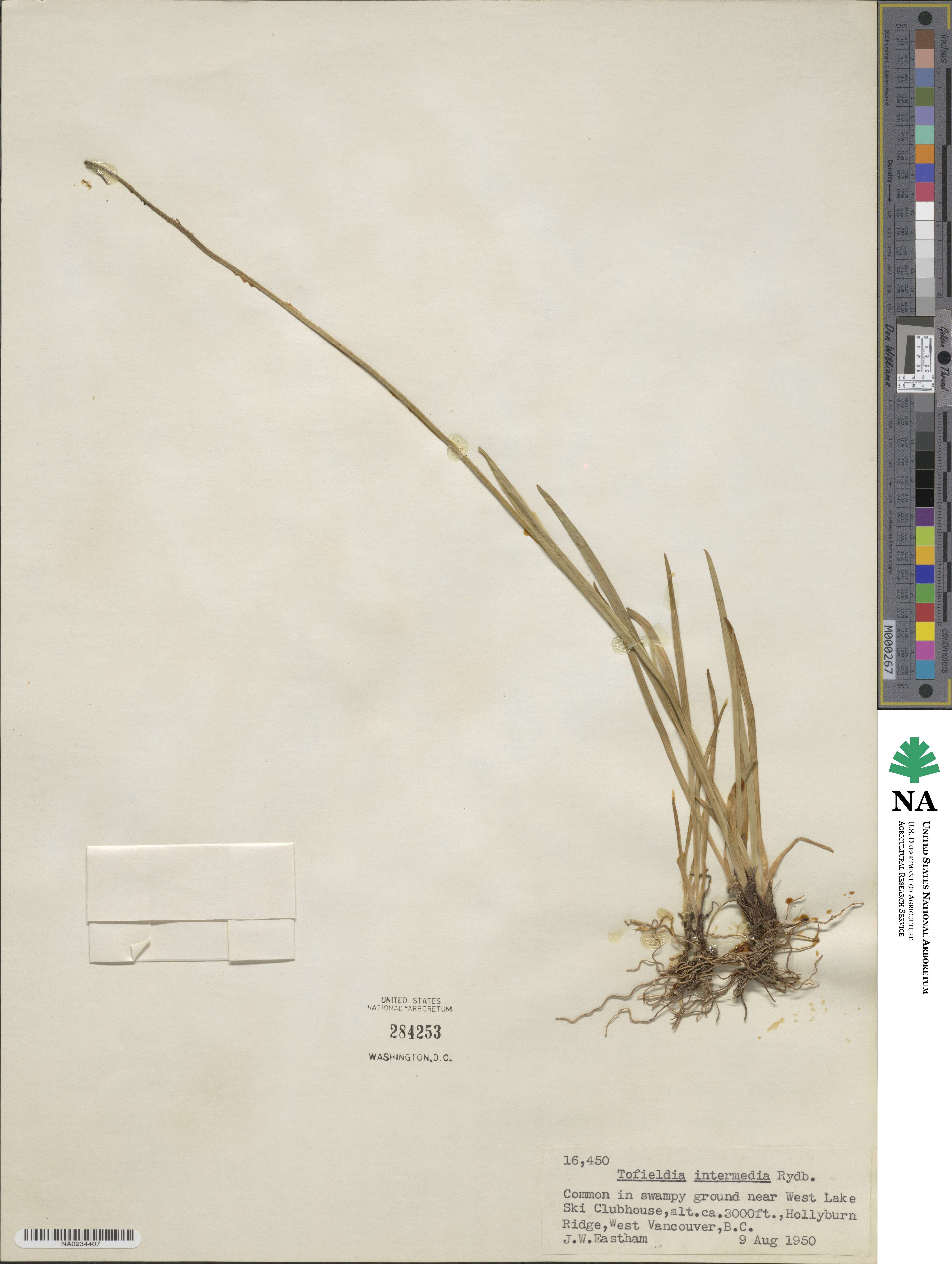 Triantha occidentalis subsp. brevistyla image
