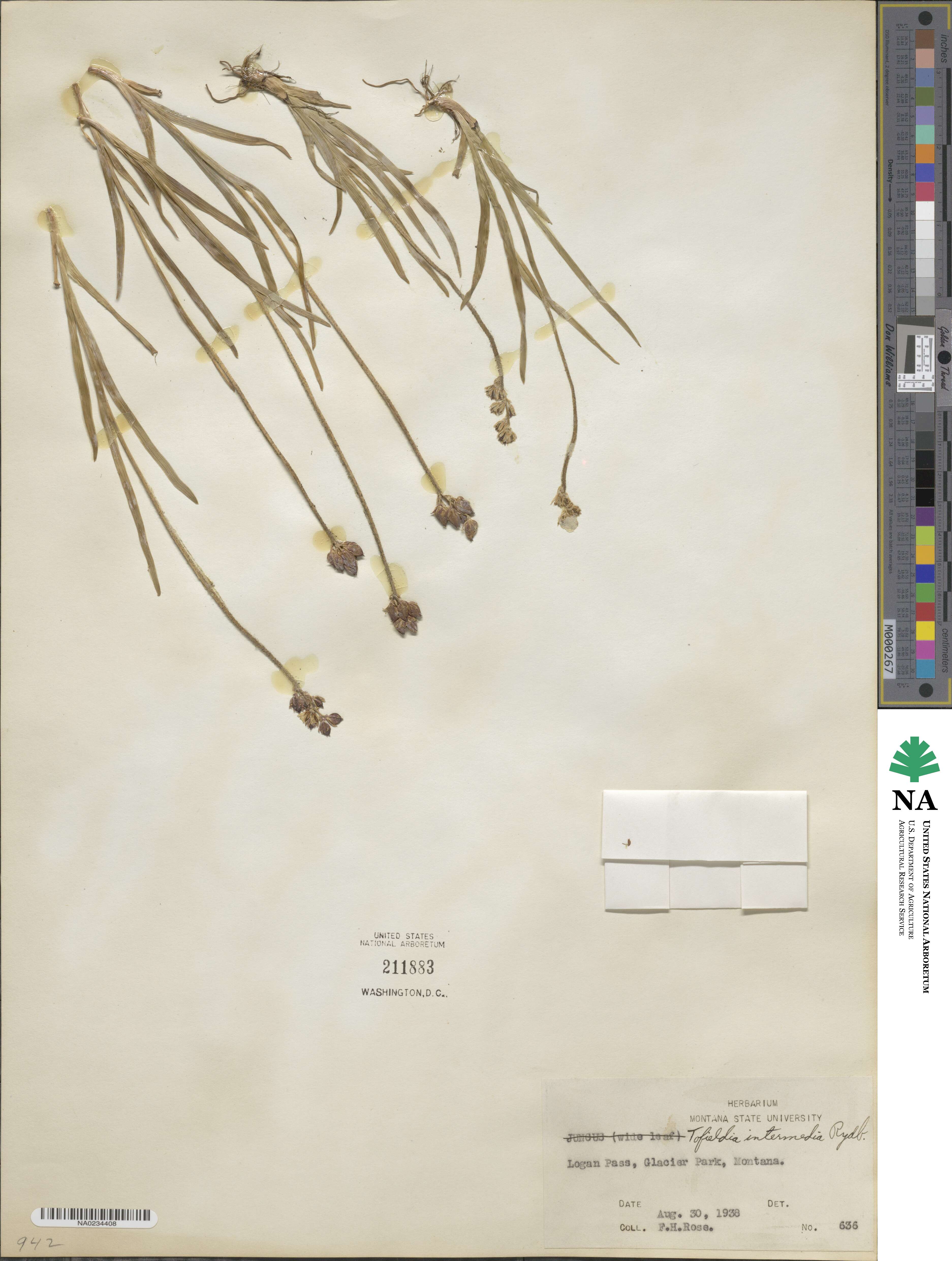 Triantha occidentalis image