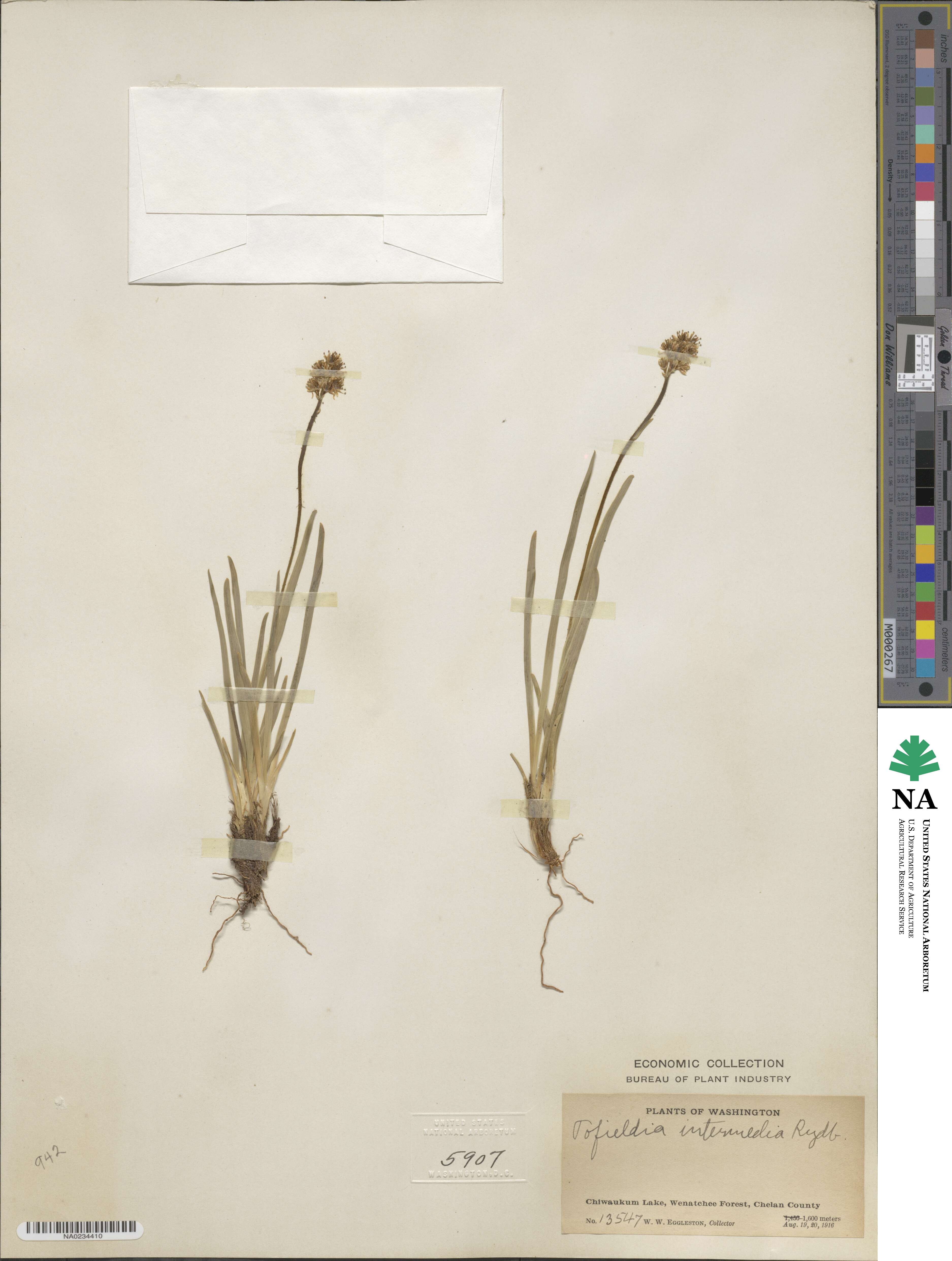 Triantha occidentalis subsp. brevistyla image