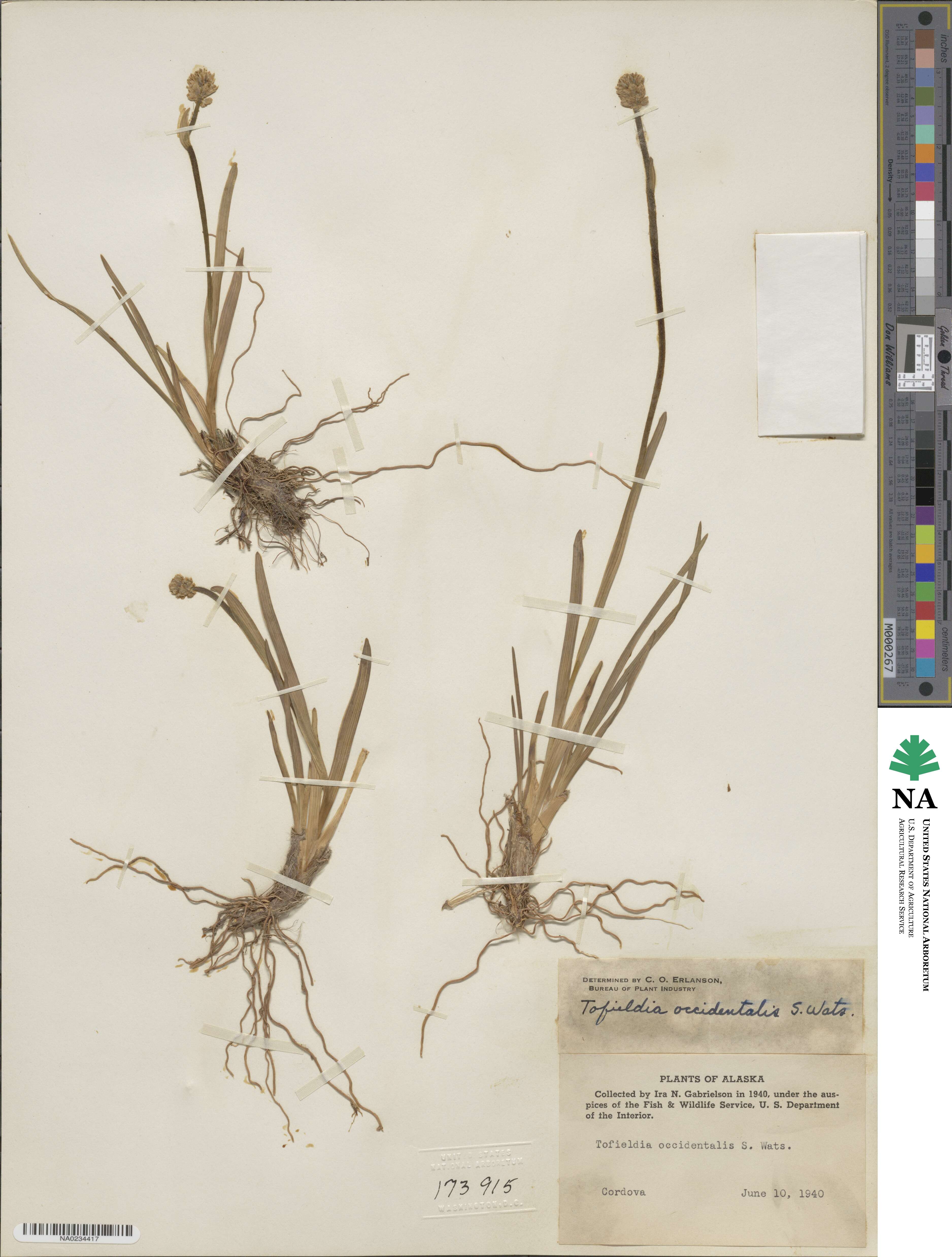 Triantha occidentalis image