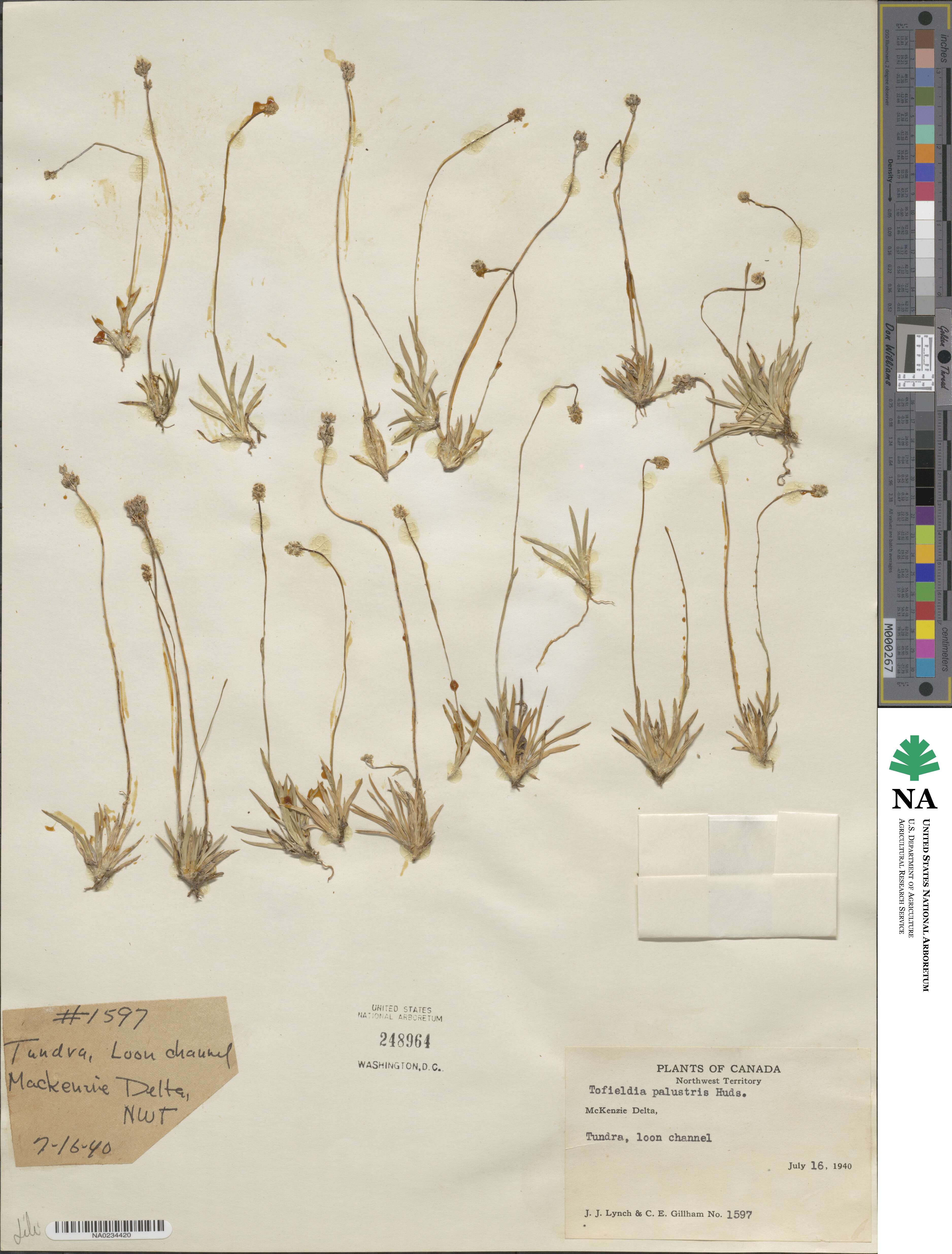 Tofieldia calyculata image