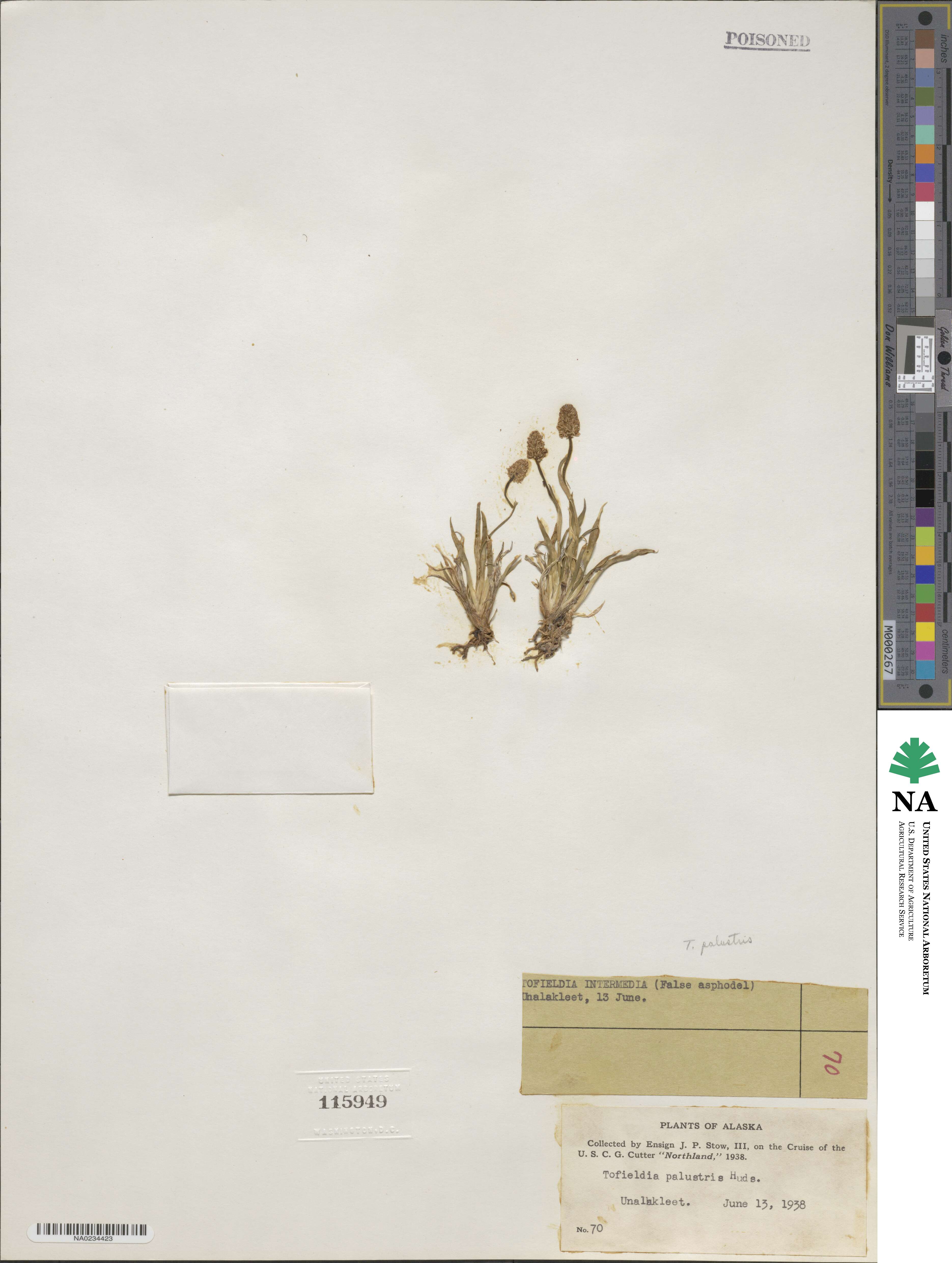 Tofieldia calyculata image