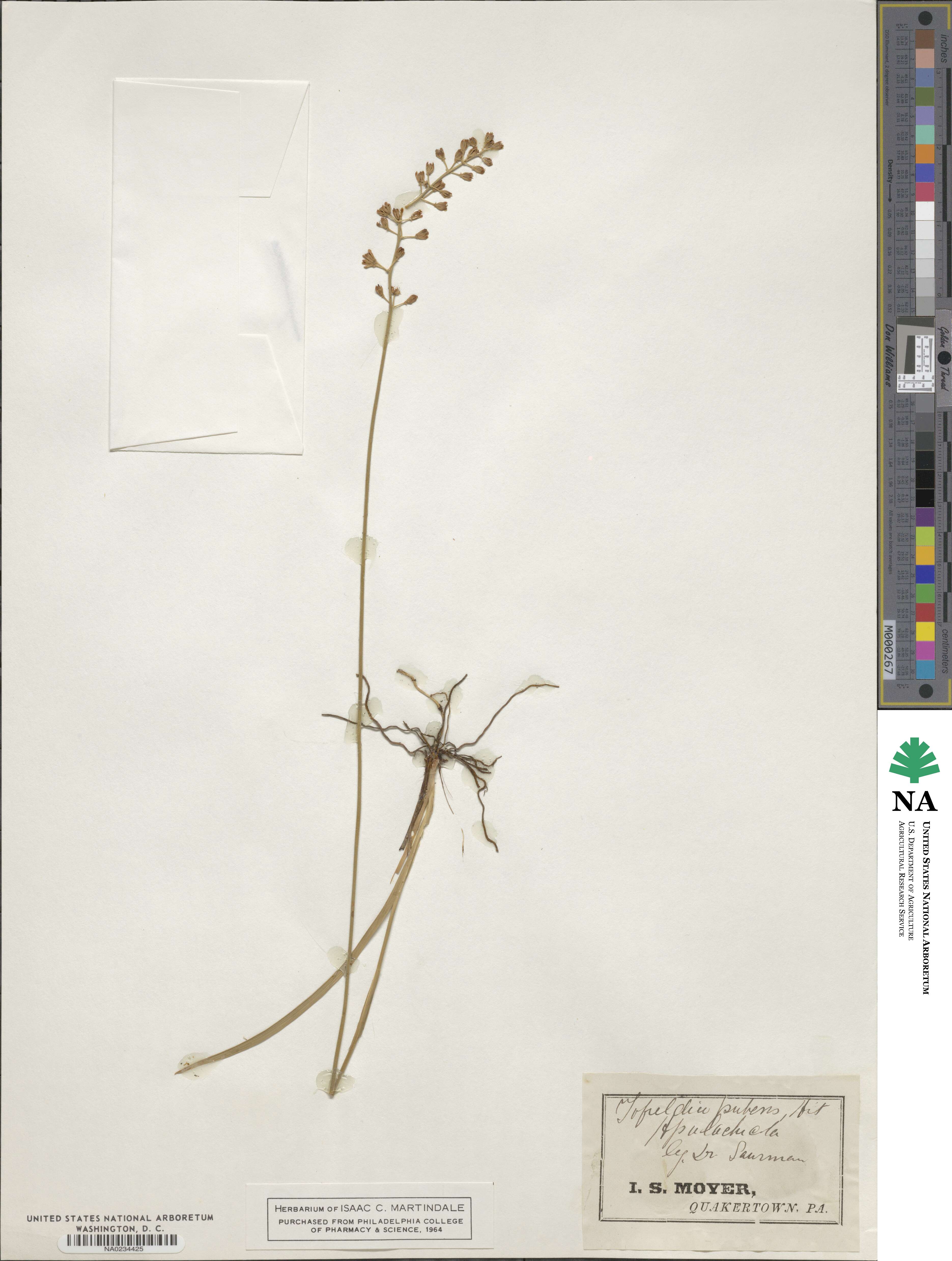 Triantha racemosa image