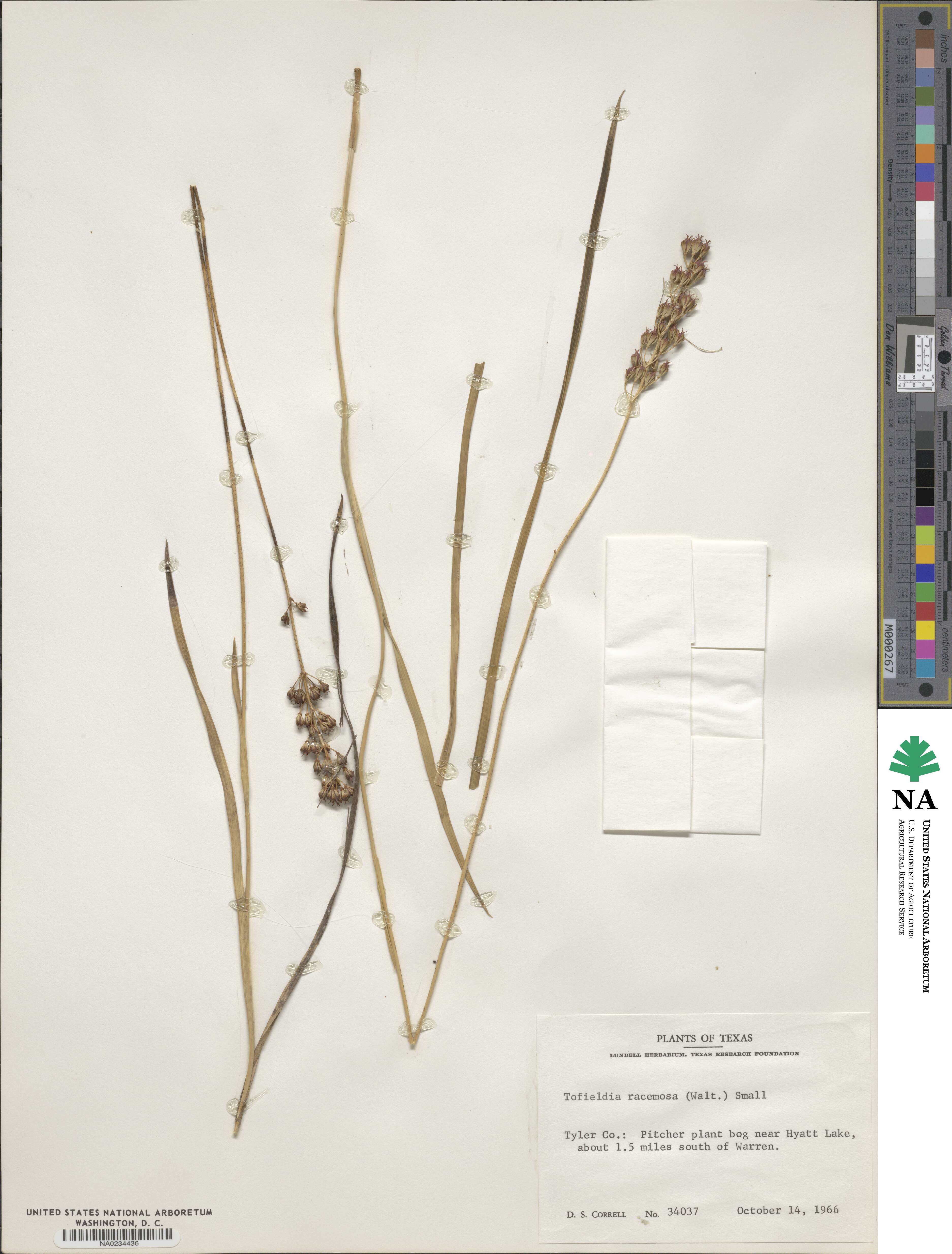 Tofieldia racemosa image