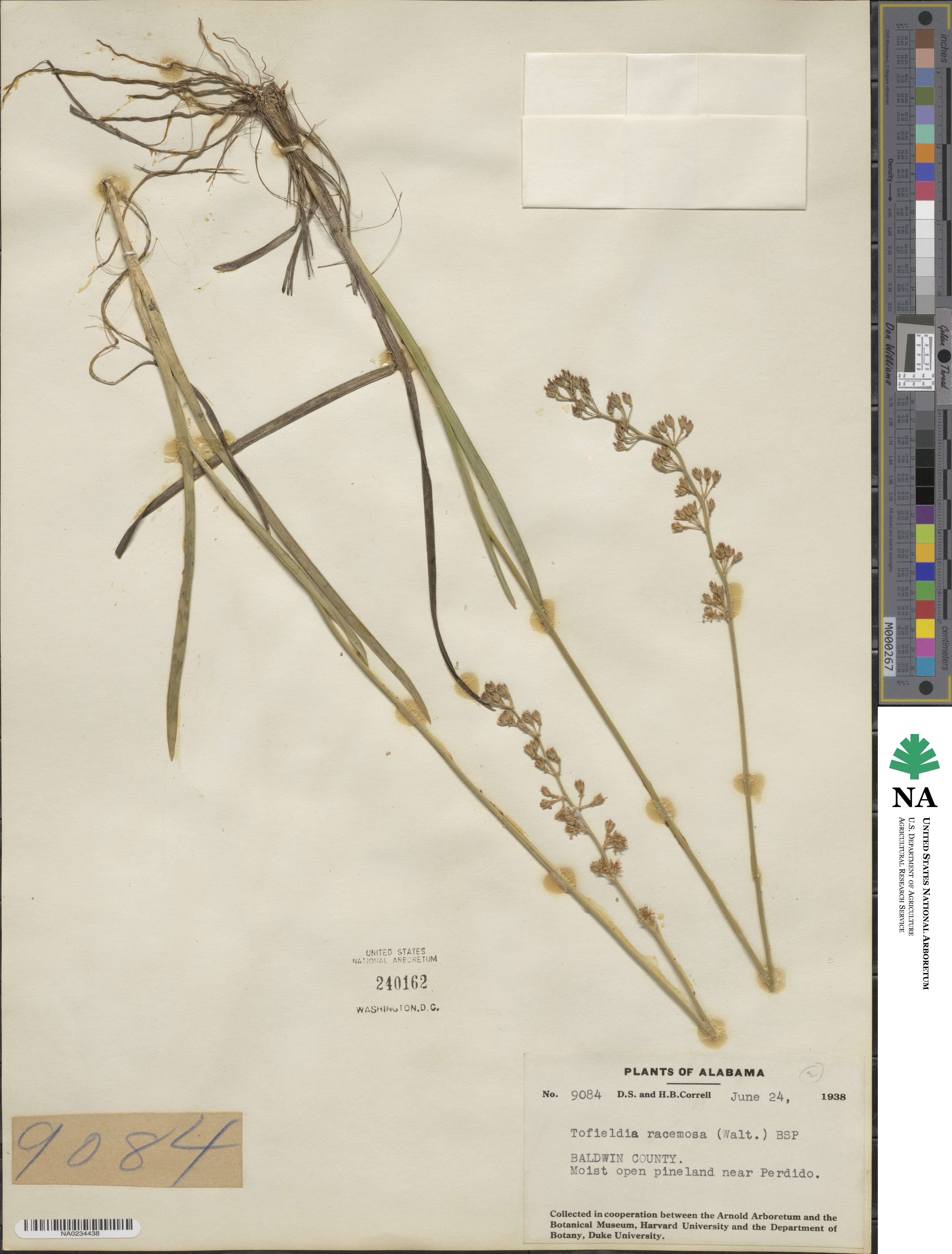 Tofieldia racemosa image