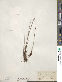 Pleea tenuifolia image