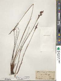 Pleea tenuifolia image