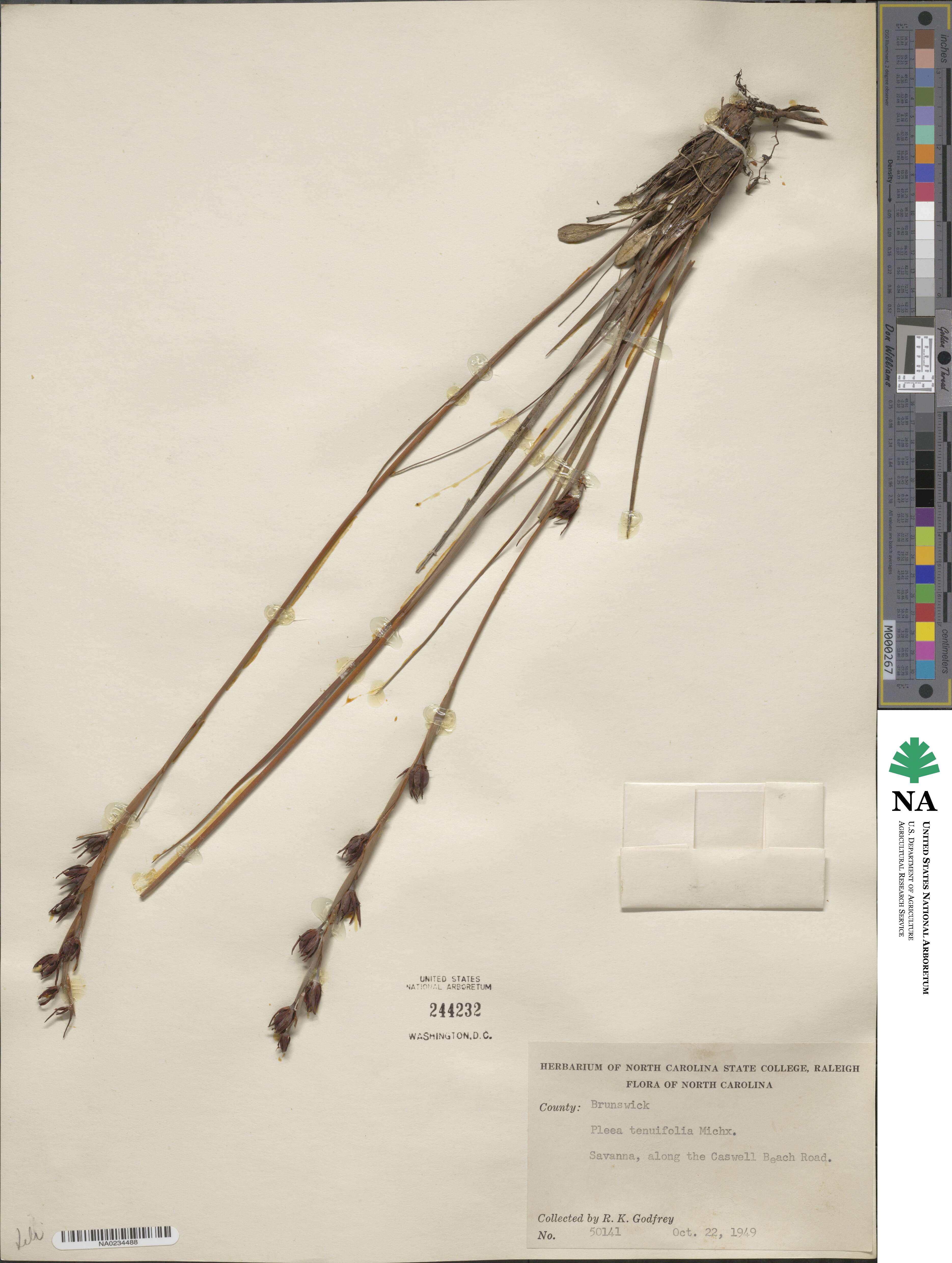 Pleea tenuifolia image