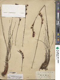 Pleea tenuifolia image