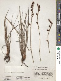 Pleea tenuifolia image
