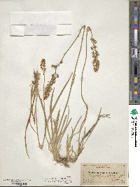 Narthecium californicum image