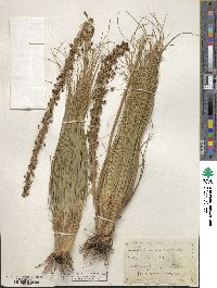 Xerophyllum asphodeloides image