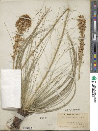 Xerophyllum asphodeloides image