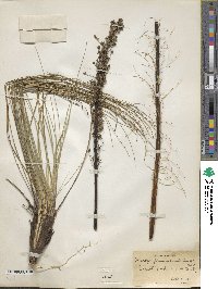 Xerophyllum asphodeloides image