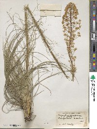 Xerophyllum asphodeloides image