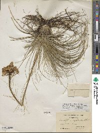 Xerophyllum asphodeloides image