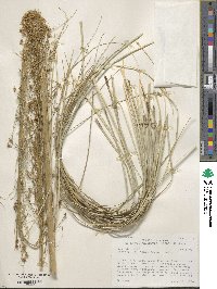 Xerophyllum tenax image