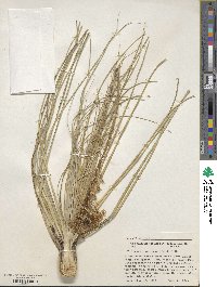 Xerophyllum tenax image