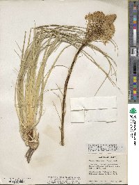 Xerophyllum tenax image