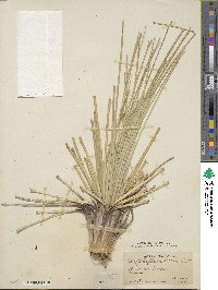 Xerophyllum tenax image