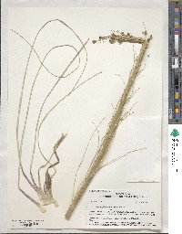 Xerophyllum tenax image