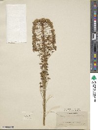 Xerophyllum asphodeloides image