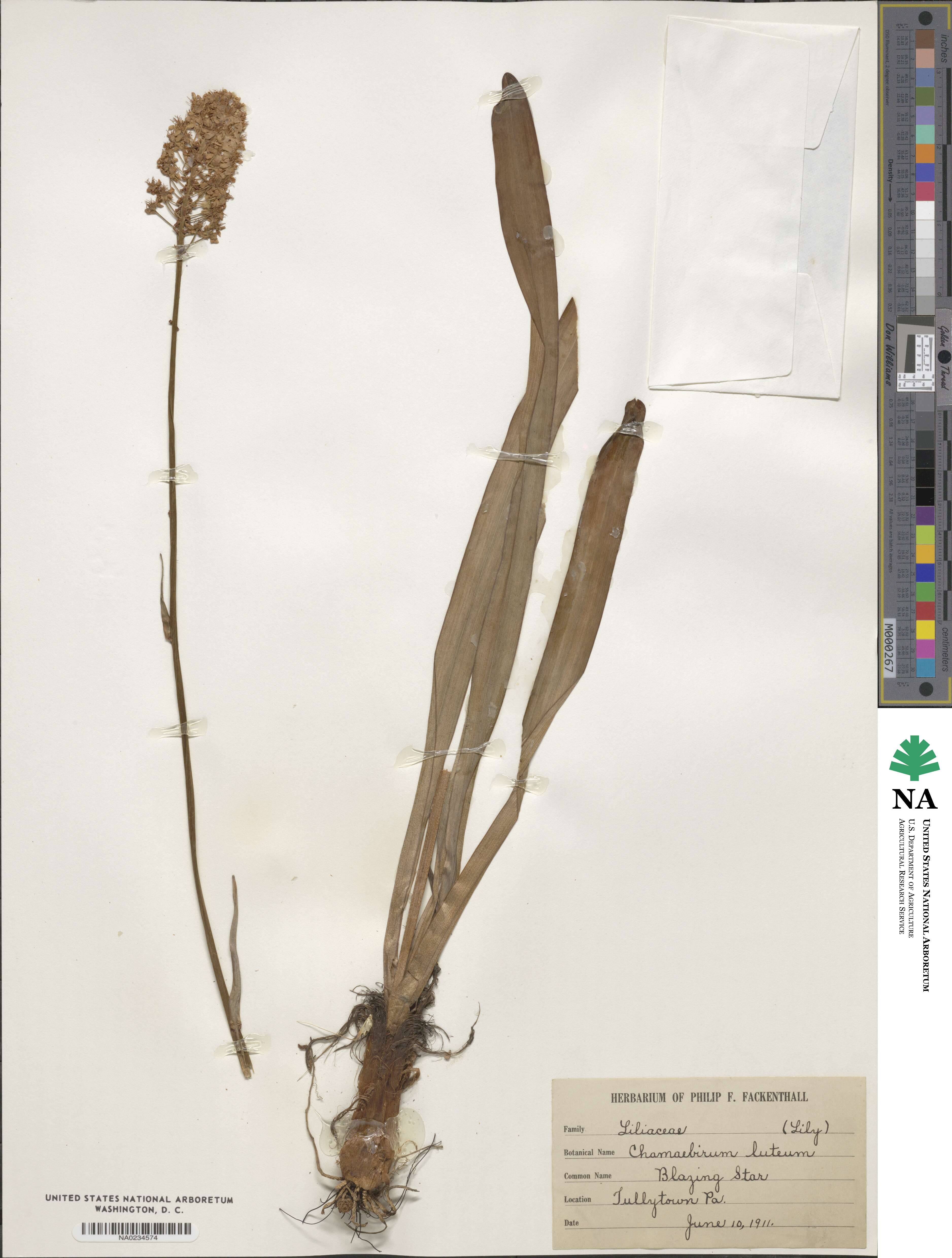Chamaelirium image
