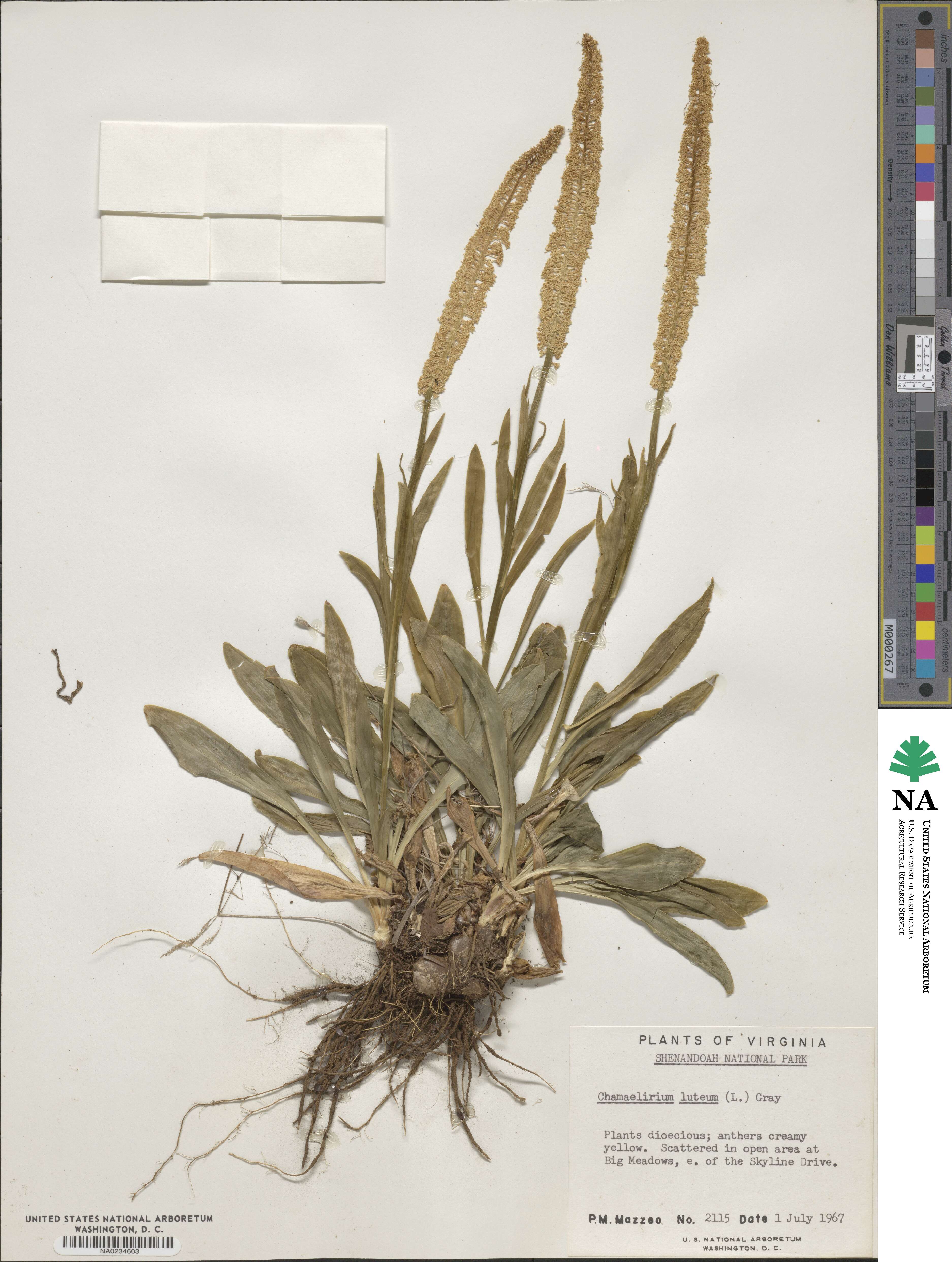 Chamaelirium luteum image