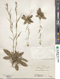 Chamaelirium japonicum image