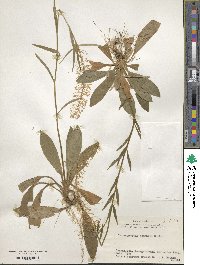 Chamaelirium japonicum image