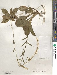 Chamaelirium japonicum image