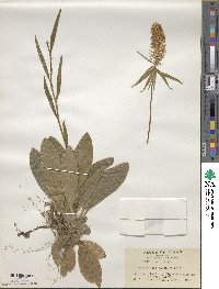 Chamaelirium japonicum image