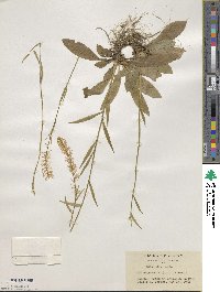 Chamaelirium japonicum image