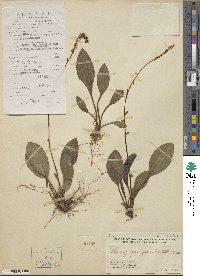 Chamaelirium japonicum image