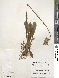 Helonias orientalis image