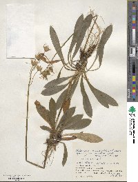 Helonias orientalis image