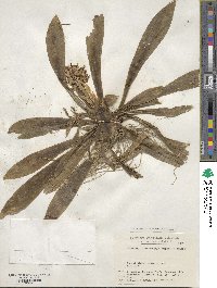 Helonias orientalis image