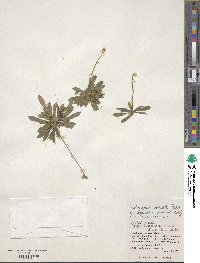 Helonias umbellata image