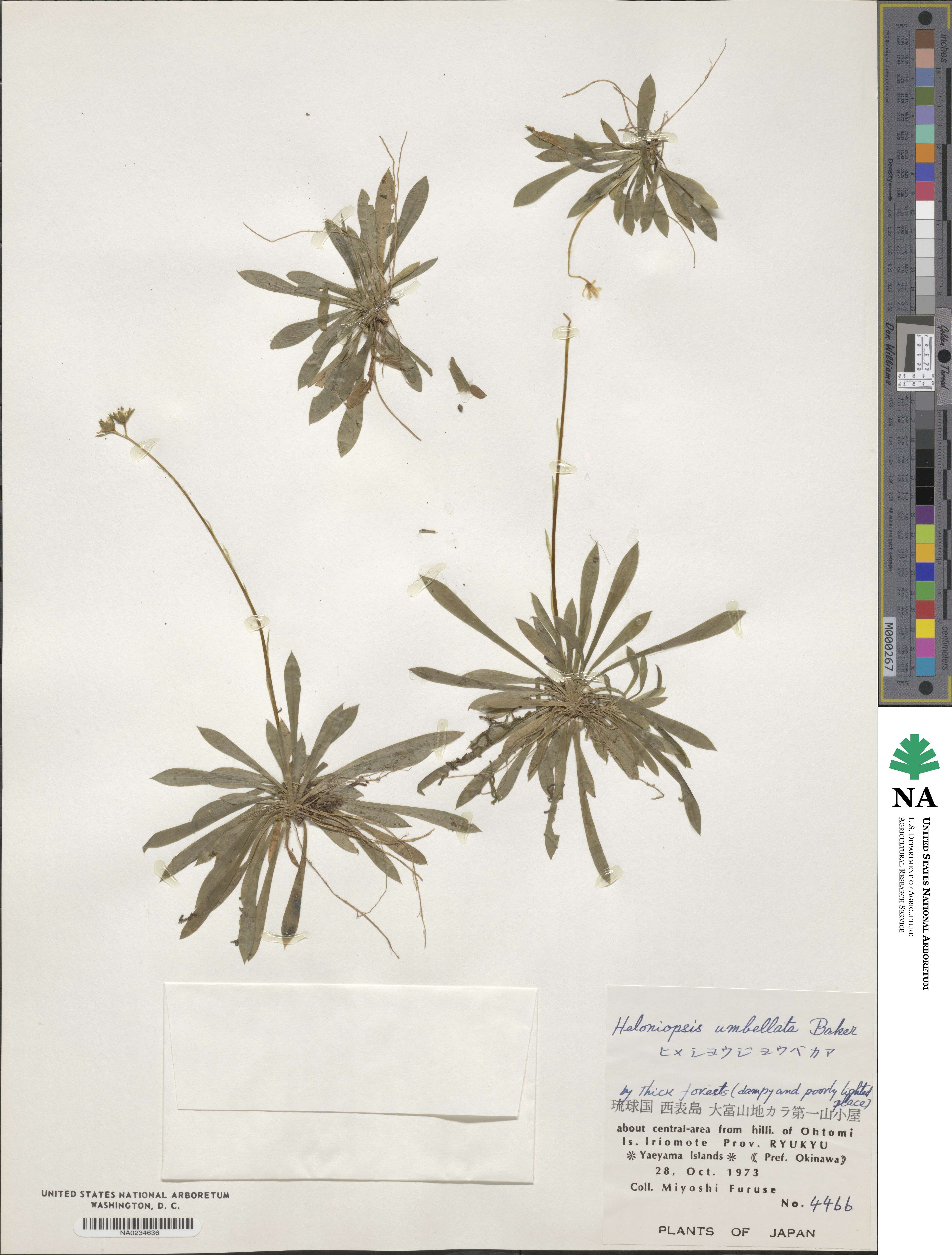 Helonias umbellata image