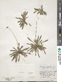 Helonias umbellata image