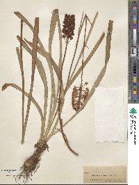 Amianthium muscitoxicum image