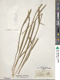 Amianthium muscitoxicum image