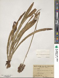 Amianthium muscitoxicum image